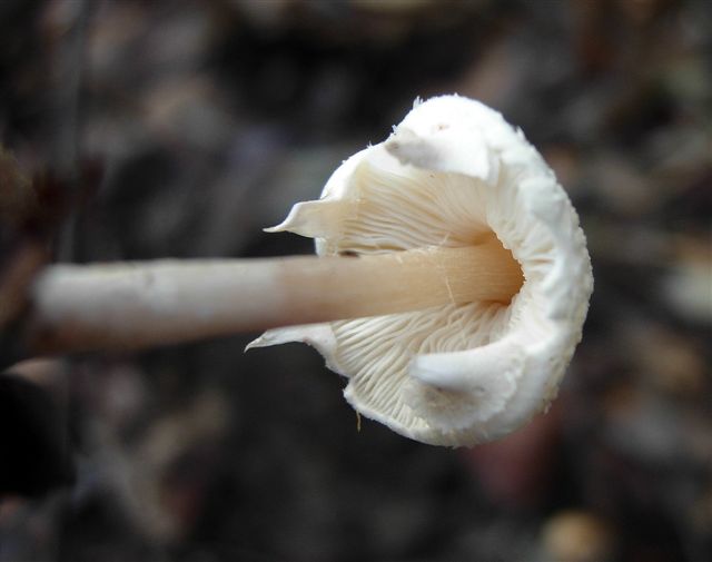 Piccole Lepiota